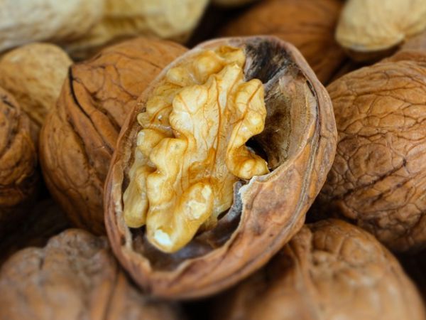 Read more about the article 노화방지에 좋은 호두가 가지고 있는 영양소